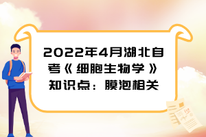 2022年4月湖北自考《細胞生物學》知識點：膜泡相關(guān)