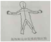 12.【題干】根據(jù)右圖說明兒童動作發(fā)展規(guī)律。